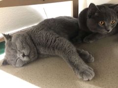 -藏猫猫咖啡主题馆(中央大道店)