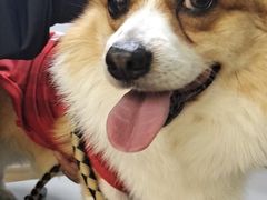 -爱侣宠医·鹦鹉专科·小型哺乳类·异宠专科(灵石路店)