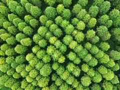 -黄海国家森林公园