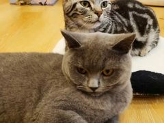 -猫咪派对(江南西店)