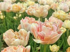 -上海鲜花港
