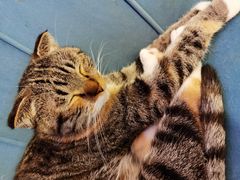-平行世界·猫咖(首经贸店)