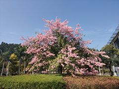 -中国移动南方基地