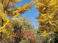 -长白岛森林公园