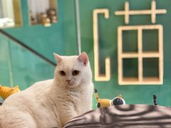 -飞行喵MR PILOT|猫舍·猫咖(静安大融城店)