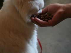 -Babycat私家御饼屋(龙头路一店)