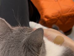 -欣宠猫屋·矮脚拿破仑·蓝金金渐层