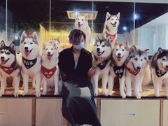 -Husky Go! 哈士奇体验馆·宠物咖啡厅狗咖