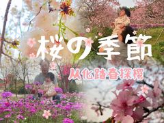 -天适樱花悠乐园