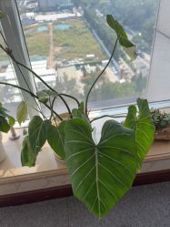 点击看大图 -AGAXI美甲美睫