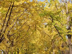 -高庙村(地铁站)