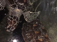 -绍兴梦享海洋公园