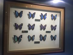 -上海昆虫博物馆