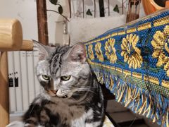 -平行世界·猫咖(首经贸店)