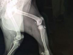 -顺强宠物诊所·狂犬免疫·夜诊·骨科(嘉定店)