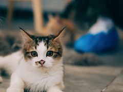 -楼上猫咖(罗湖店)