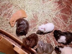 -藦茜花园宠物主题亲子互动体验馆(国顺东路店)