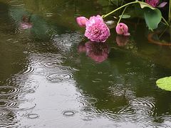 -厦门园林博览苑