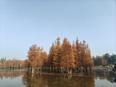 -白鹭湾湿地公园