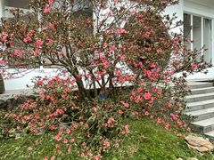 -梧桐山风景名胜区