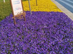 -贡湖湾湿地公园