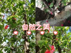 -南宁南湖公园