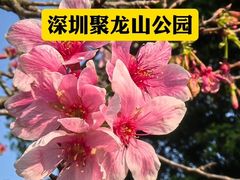 -麗枫酒店(深圳机场福永地铁站店)