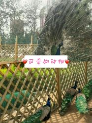 -萌宠亲子动物乐园(槐房万达店)