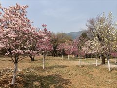 -北京西山国家森林公园