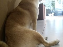 hoji-柴务处·柴犬主题狗咖