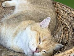 -Heymao猫咖.咖啡厅(东门店)