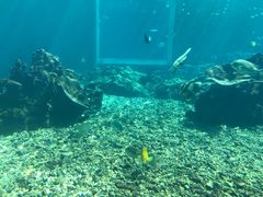 -海棠湾洲际-涛·海底餐厅·美人鱼·自助餐·海底隧道
