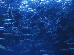 -海合安成都极地海洋公园