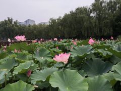 -莲花池公园
