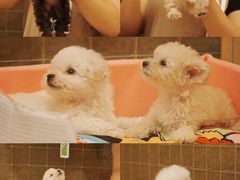 -帕帕拉兹宠物(亚洲旗舰店)