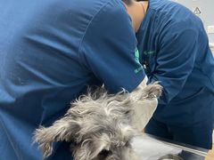 -瑞派·关忠动物医院·异宠专科·犬猫肿瘤·皮肤专科(望京店)