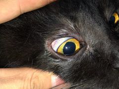 -芭比堂动物医院·犬猫全科·异宠专科(雁塔分院)