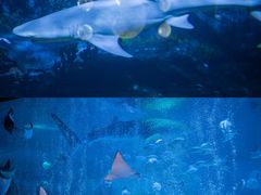 -烟台海昌鲸鲨海洋公园