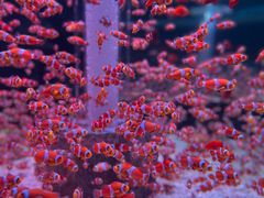 -海合安成都极地海洋公园