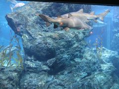 -暹罗海洋世界