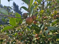 -素山寺森林公园