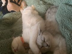 -喵的天空名猫咖啡馆·撸猫·猫舍·用品