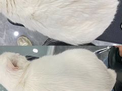 -爱洗澡的猫(望京店)