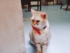 -猫色咖啡·猫咖