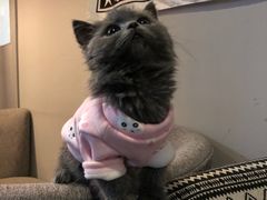 -喵zoo家庭繁育猫舍(尖东智能花园店)
