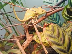 -上海大自然野生昆虫馆(东方明珠·爬宠昆虫探索中心)