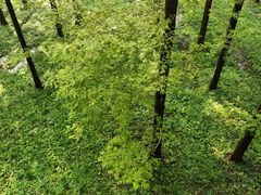 -黄海国家森林公园