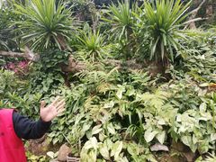 -中国科学院西双版纳热带植物园