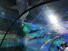 -重庆欢乐海底世界