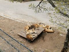 -大连森林动物园